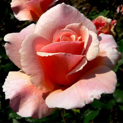 Rosa Eifelzauber ® - roz - Trandafir copac cu trunchi înalt - cu flori tip trandafiri englezești - coroană tufiș